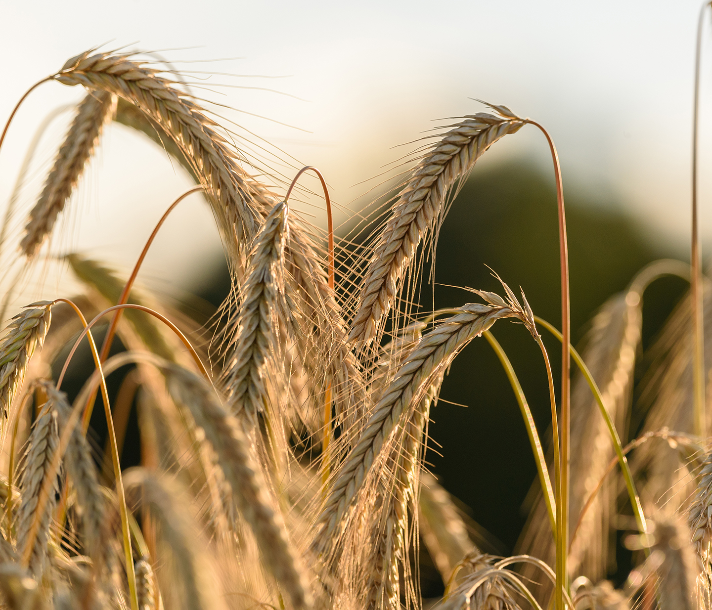 Erntebedarf Hessenmühle